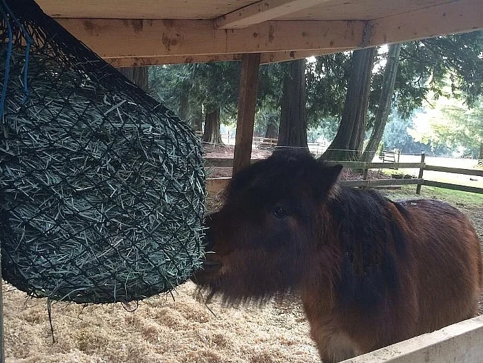 pony hay nets