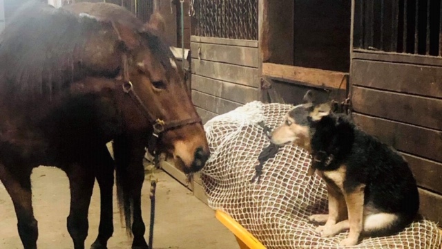 dog and horse standoff.JPG