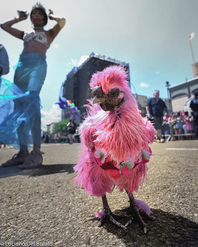 Lady Gaga - the #mermaidparade chicken. In a #parade full of people dressed to call attention, I looked for some unique in a place full of unique people. This is one of those unique individuals.
.
.
.
#gettyreportage 
#shared_streetlife_moments
#asps
