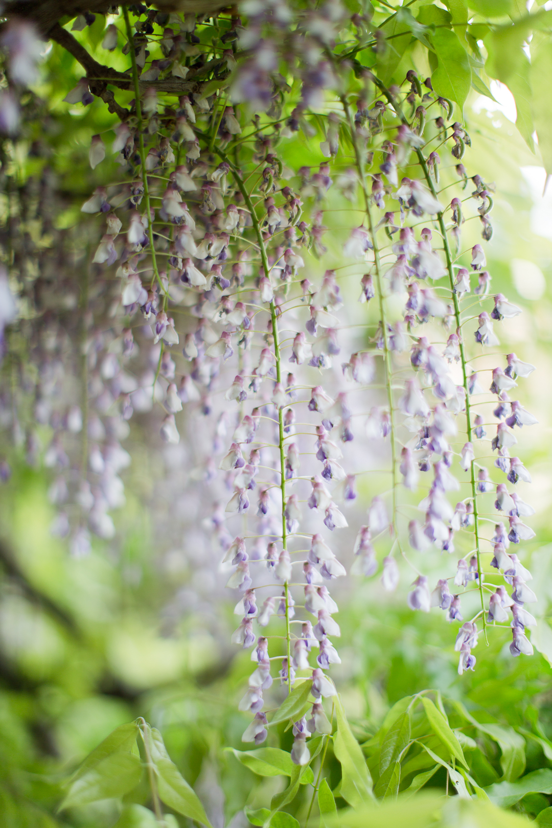 Melissa Kruse Photography - Danielle & Douglas Central Park Conservatory Garden Engagement Photos-74.jpg