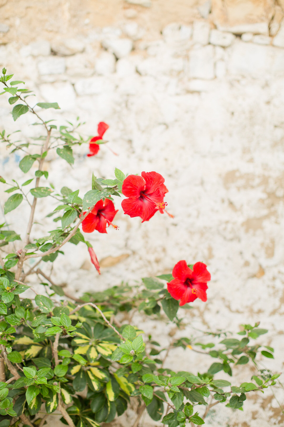 Melissa Kruse Photography - Asilah Morocco (Web)-14.jpg