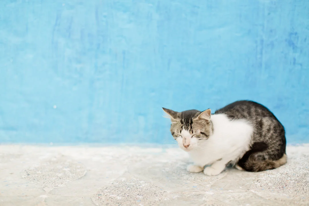 Melissa Kruse Photography - Asilah Morocco (Web)-47.jpg