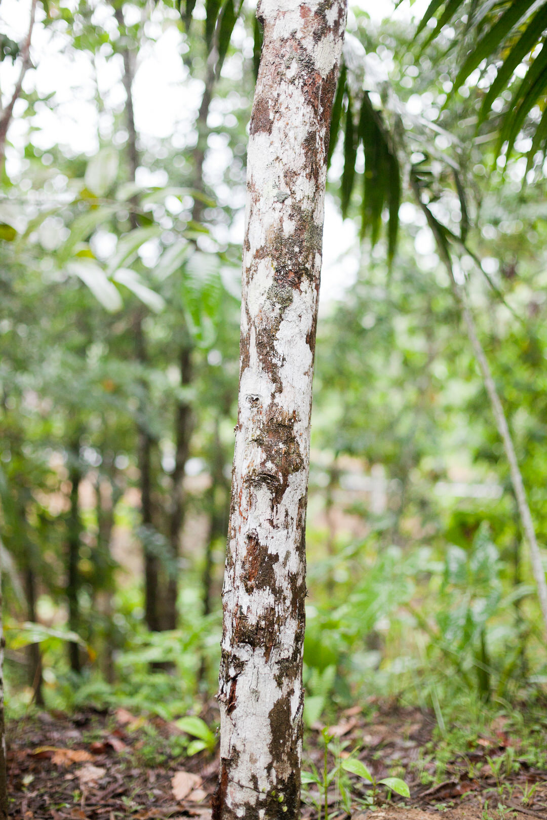 melissa kruse photography - chinimp tuna station, amazon, ecuador-5.jpg