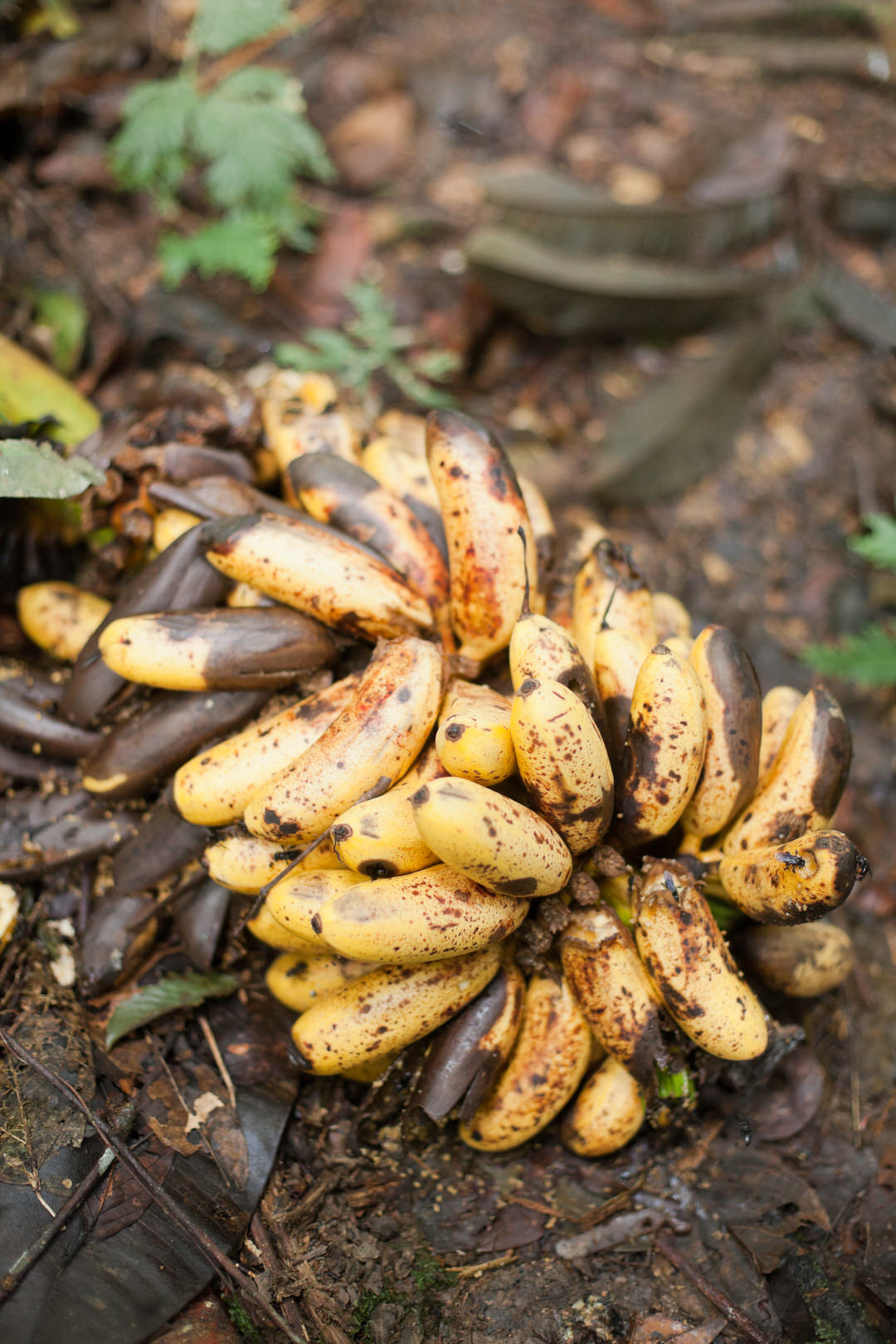 melissa kruse photography - chinimp tuna station, amazon, ecuador-61.jpg