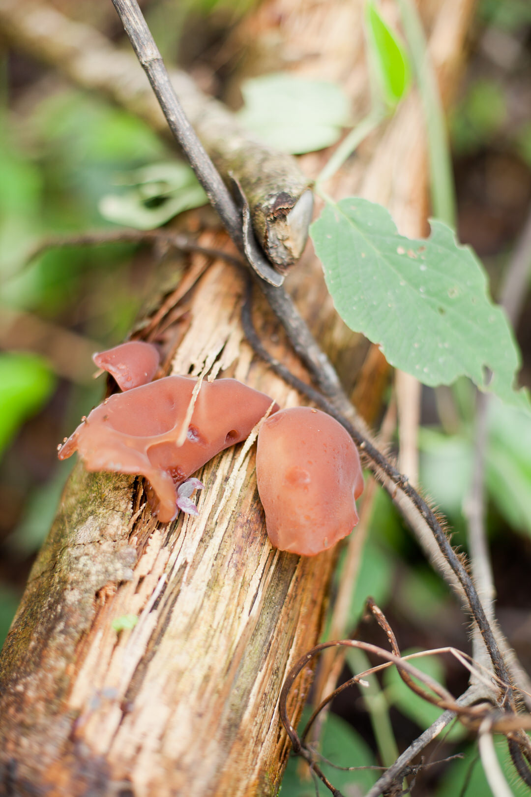 melissa kruse photography - chinimp tuna station, amazon, ecuador-93.jpg