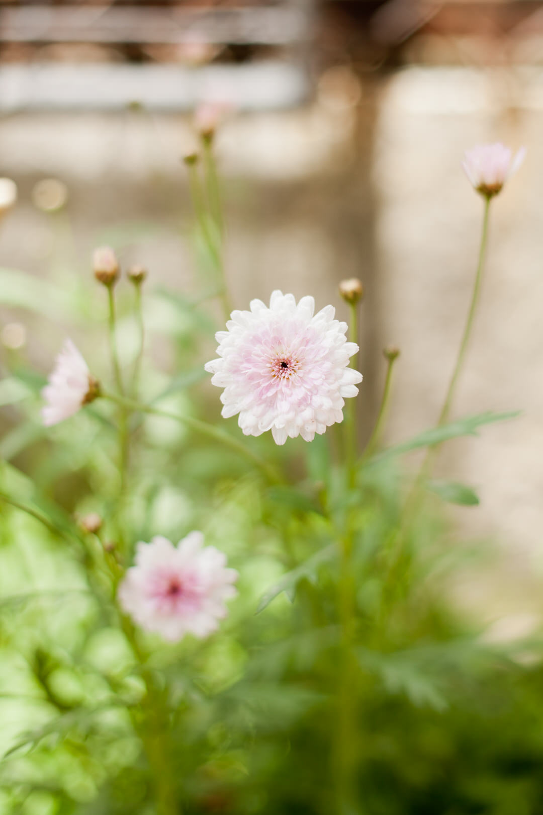 melissa kruse photography - quito, ecuador-39.jpg