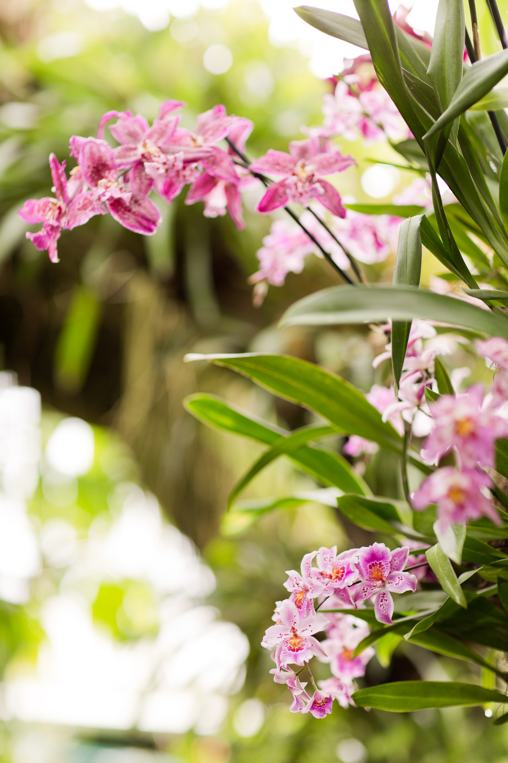 Melissa Kruse Photography - New York Botanical Garden Orchid Show-9.jpg