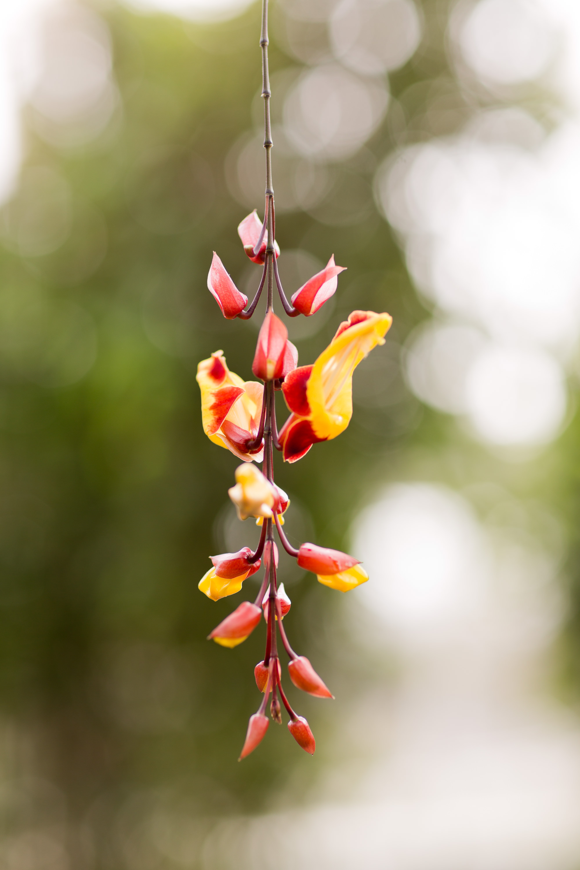 Melissa Kruse Photography - New York Botanical Garden Orchid Show-14.jpg