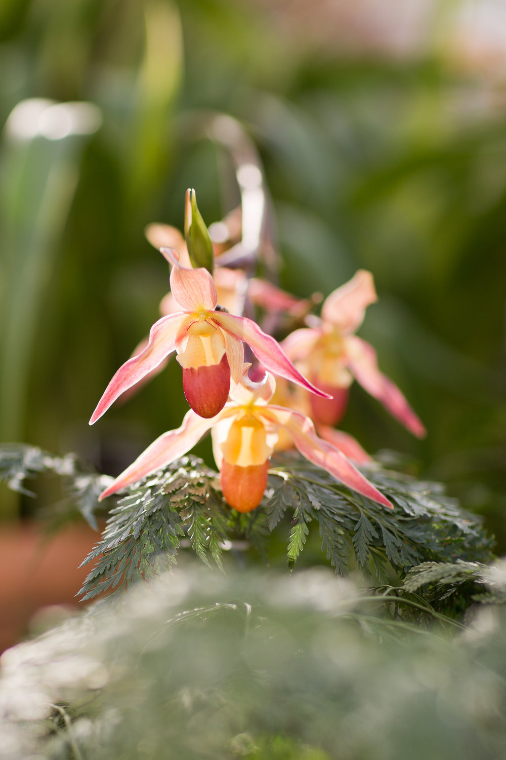 Melissa Kruse Photography - New York Botanical Garden Orchid Show-43.jpg