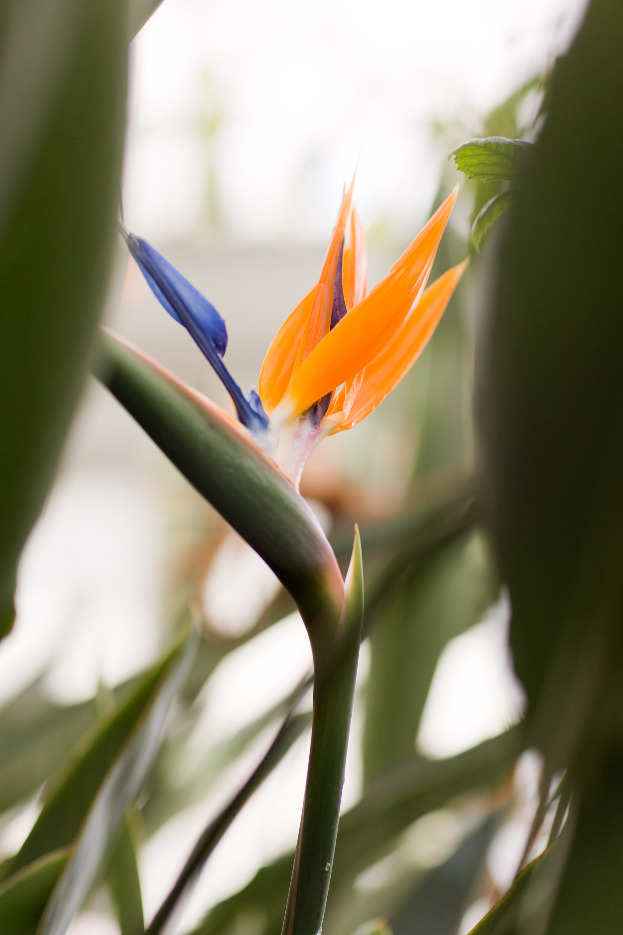 Melissa Kruse Photography - New York Botanical Garden Orchid Show-44.jpg