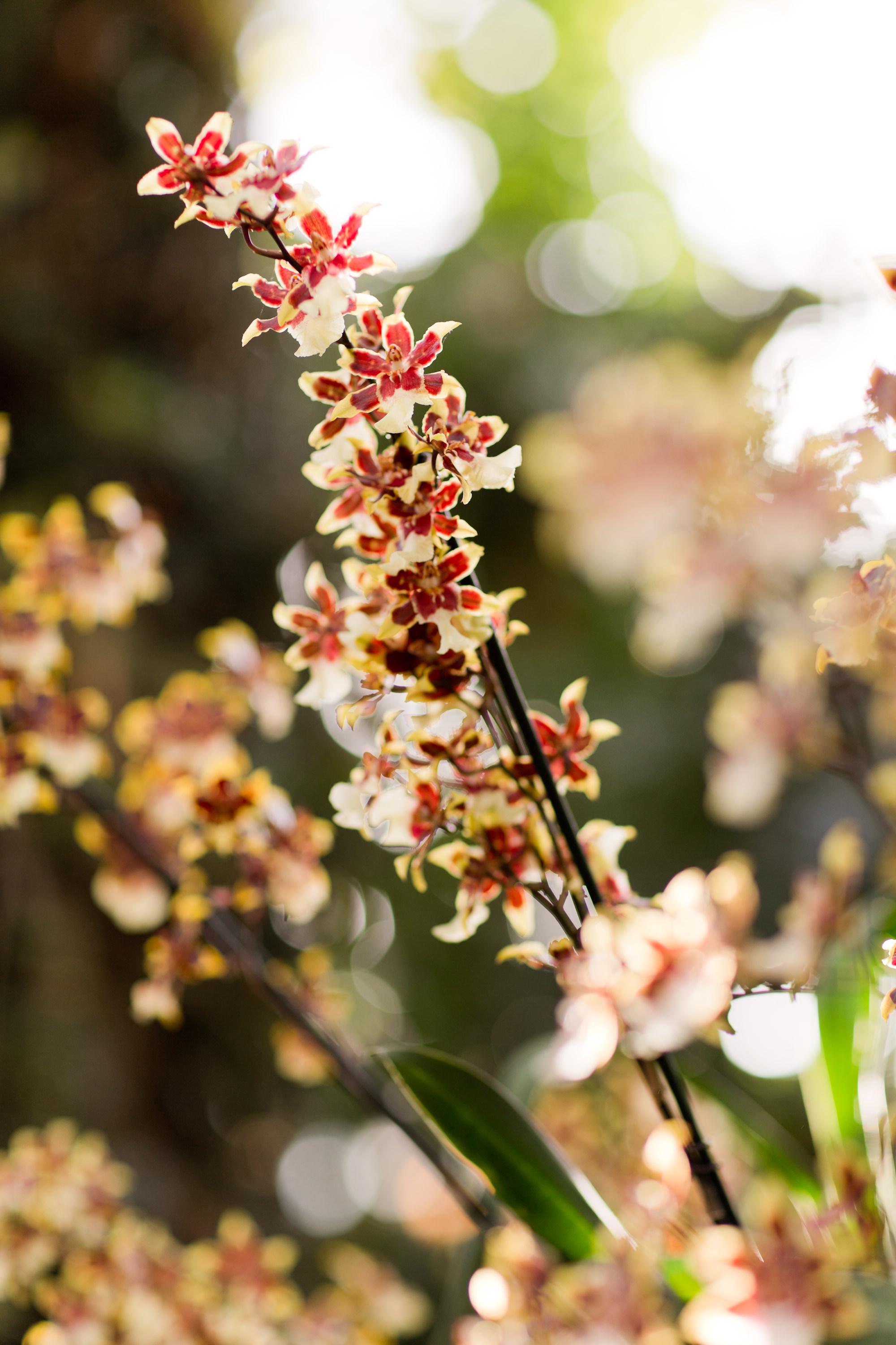 Melissa Kruse Photography - New York Botanical Garden Orchid Show-53.jpg