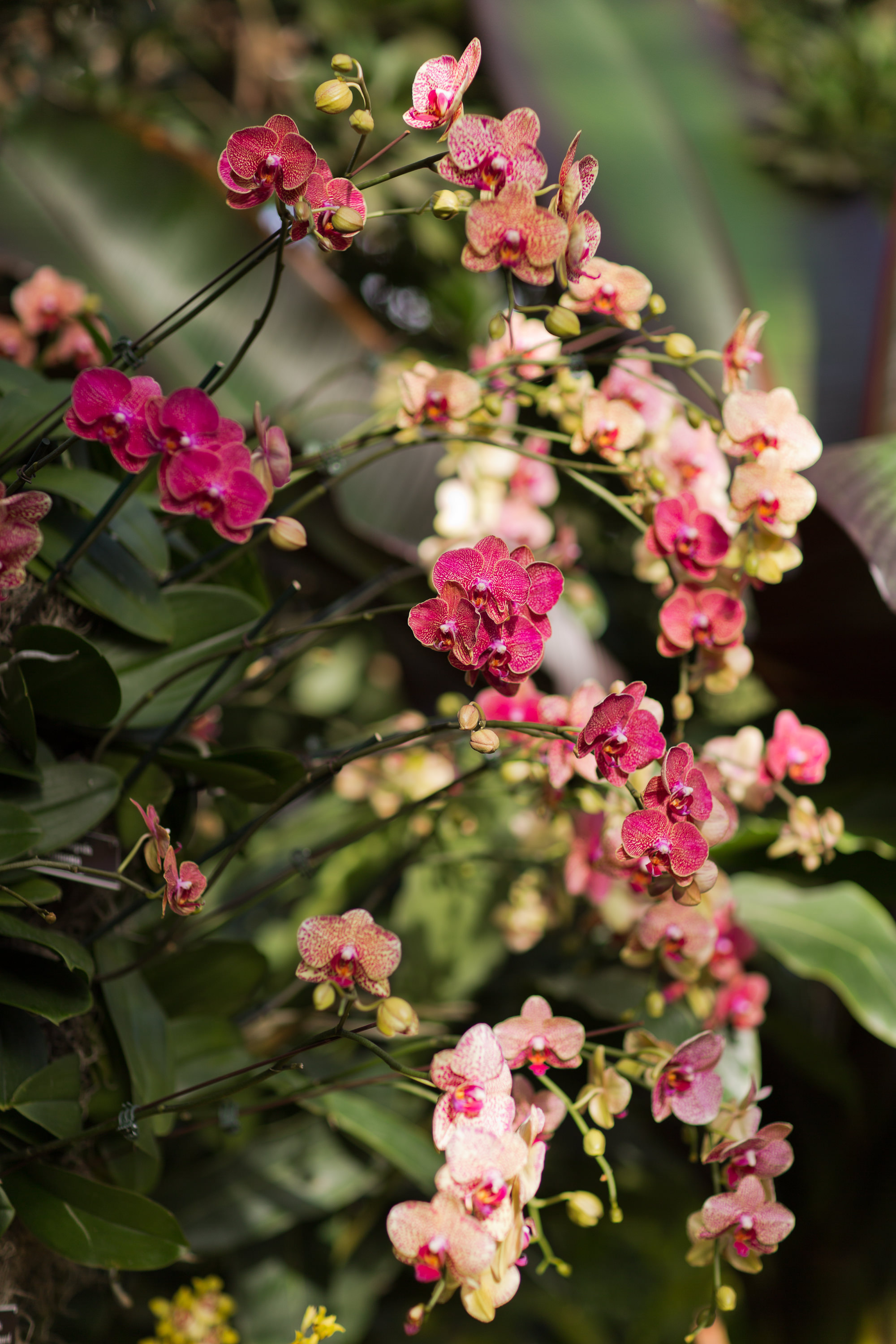 Melissa Kruse Photography - New York Botanical Garden Orchid Show-54.jpg