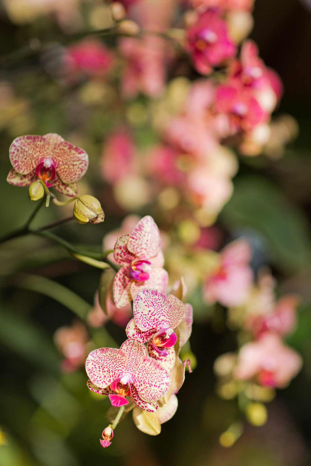 Melissa Kruse Photography - New York Botanical Garden Orchid Show-56.jpg