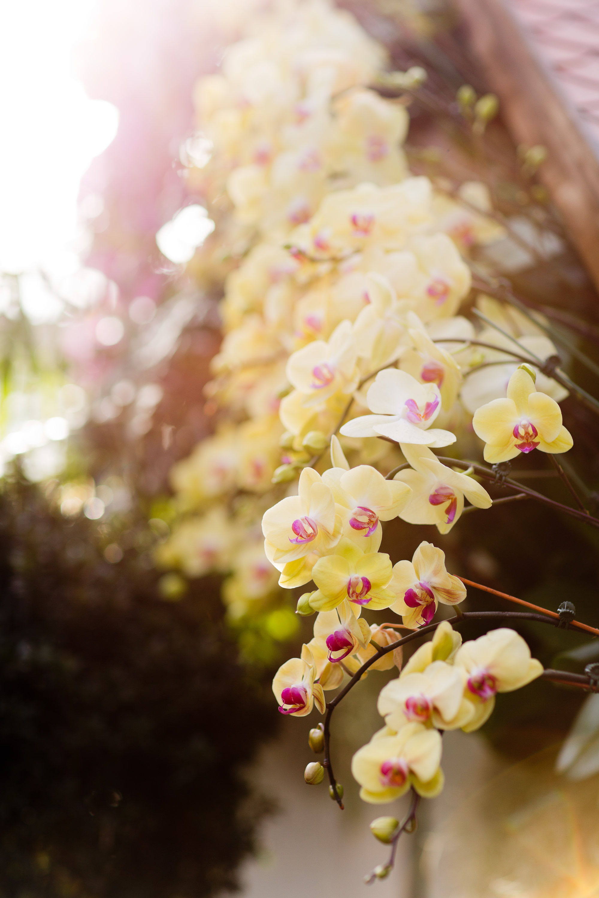 Melissa Kruse Photography - New York Botanical Garden Orchid Show-60.jpg