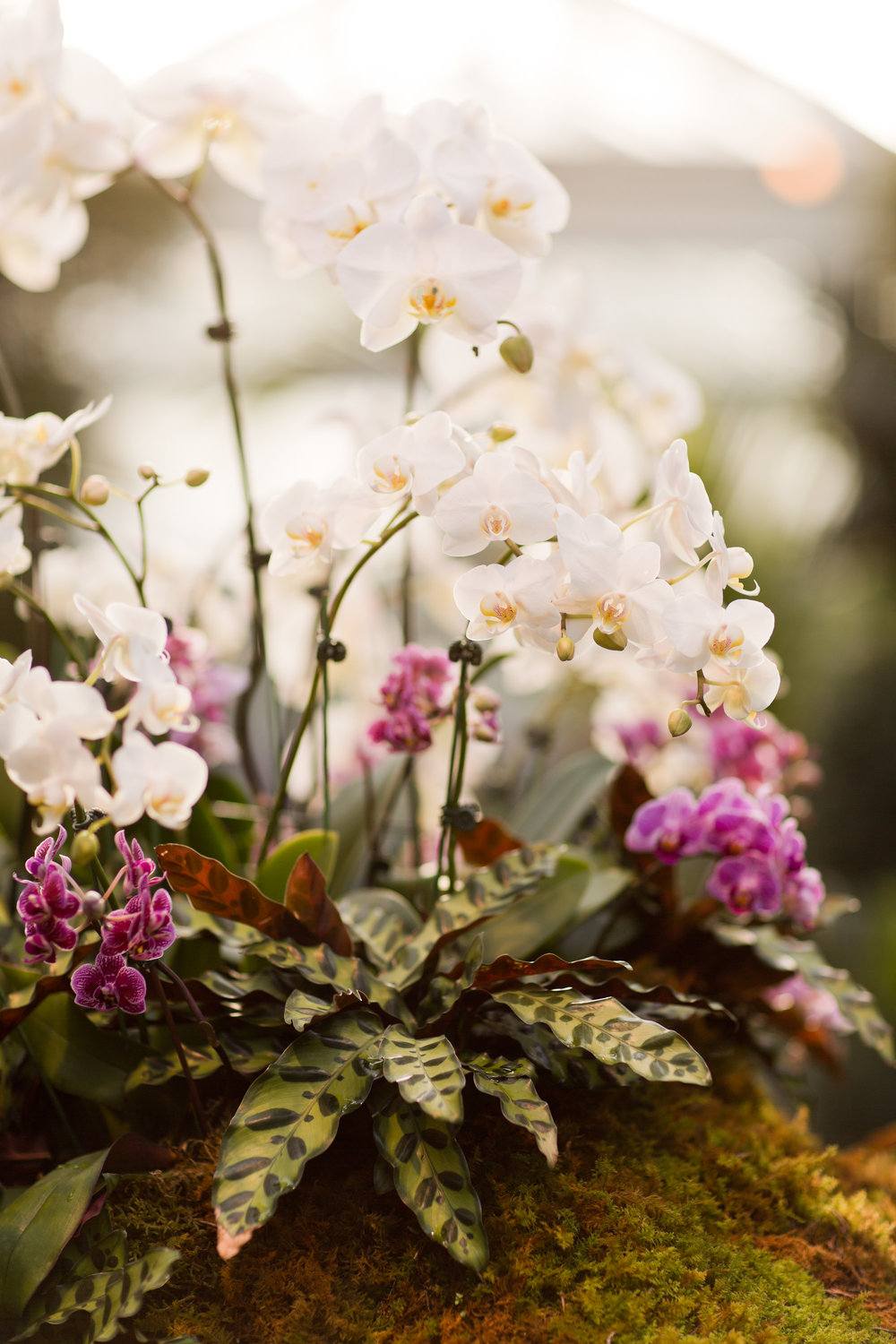 Melissa Kruse Photography - New York Botanical Garden Orchid Show-59.jpg