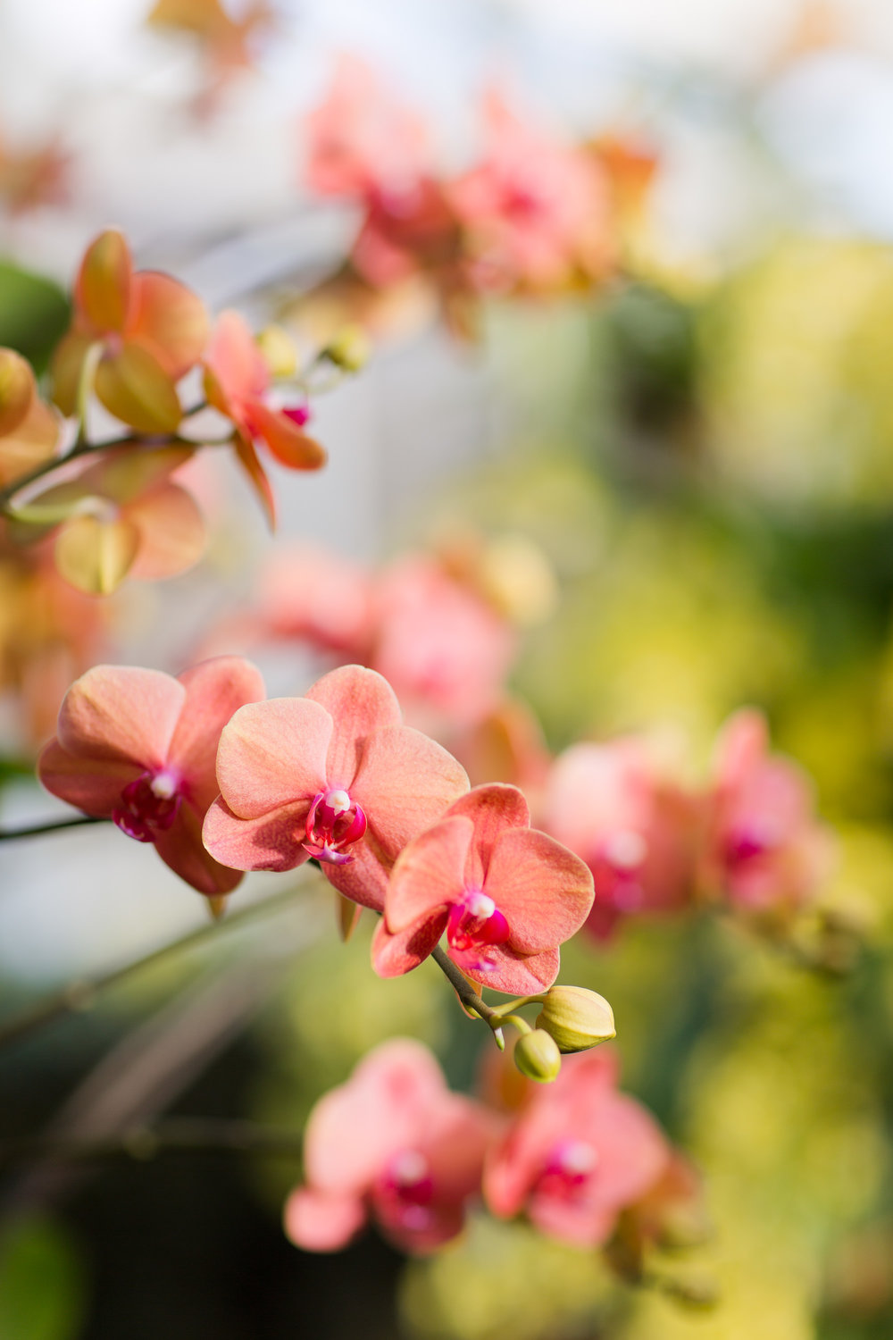 Melissa Kruse Photography - New York Botanical Garden Orchid Show-64.jpg