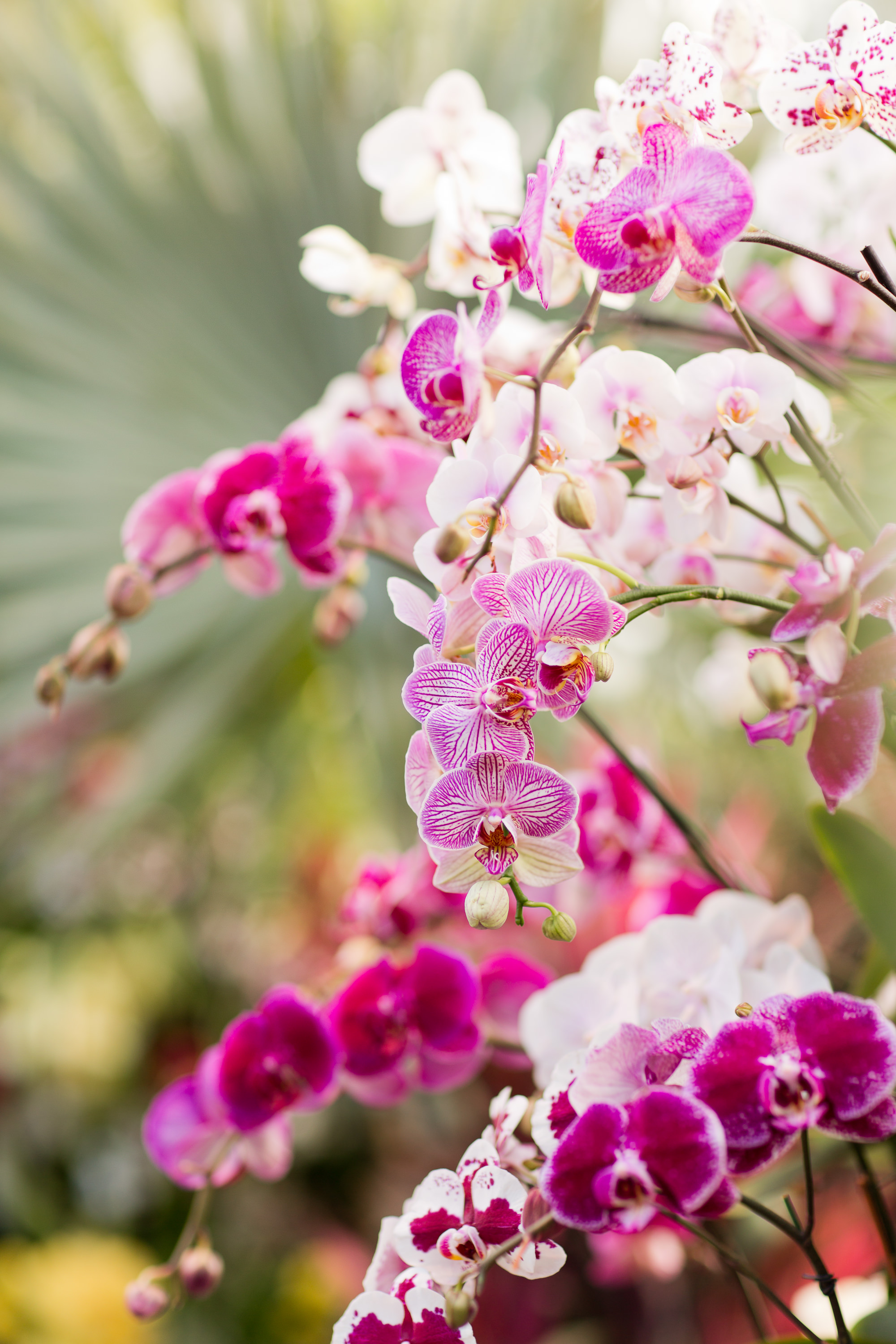 Melissa Kruse Photography - New York Botanical Garden Orchid Show-65.jpg