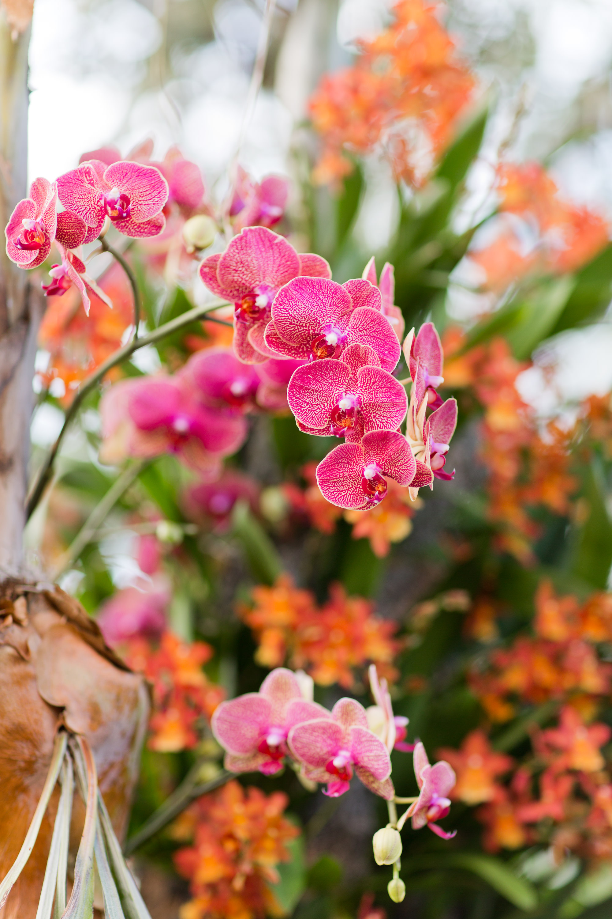 Melissa Kruse Photography - New York Botanical Garden Orchid Show-66.jpg