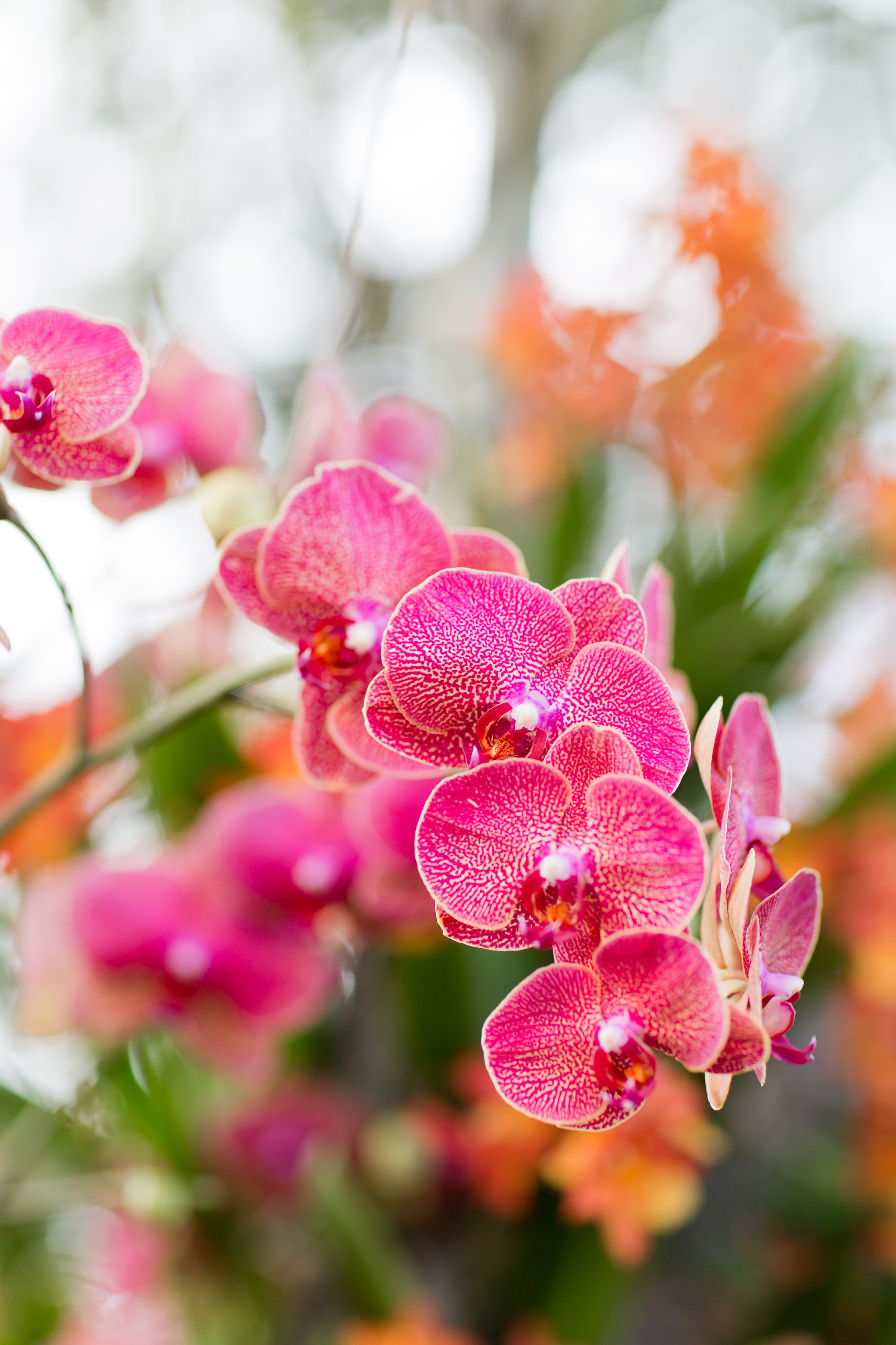 Melissa Kruse Photography - New York Botanical Garden Orchid Show-67.jpg