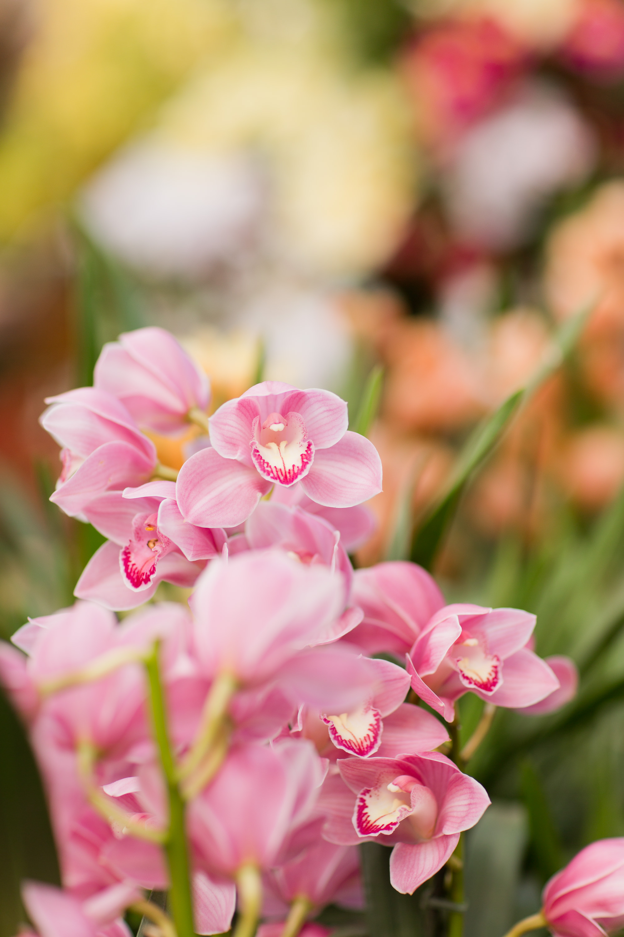 Melissa Kruse Photography - New York Botanical Garden Orchid Show-69.jpg