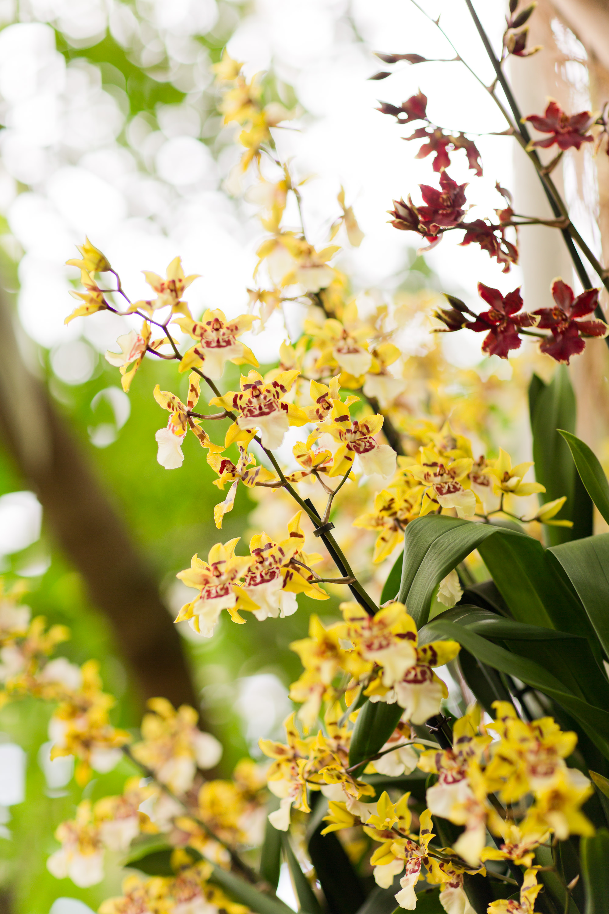 Melissa Kruse Photography - New York Botanical Garden Orchid Show-13.jpg