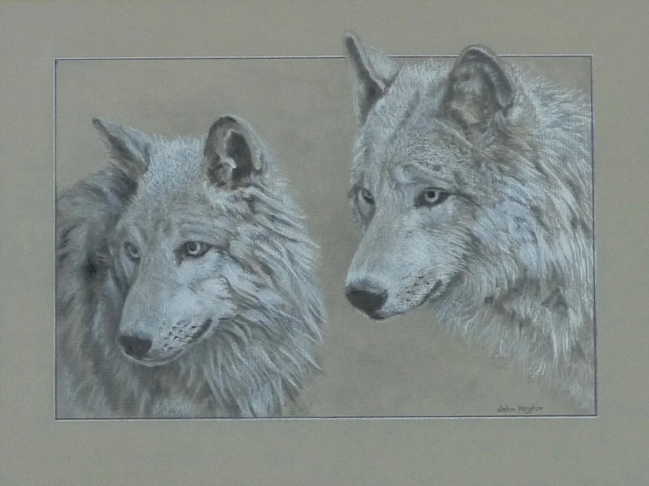 "Gray Wolves"