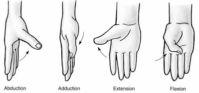  Figure 2: Finger abduction and adduction