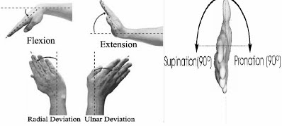  Figure 1 Wrist Motions