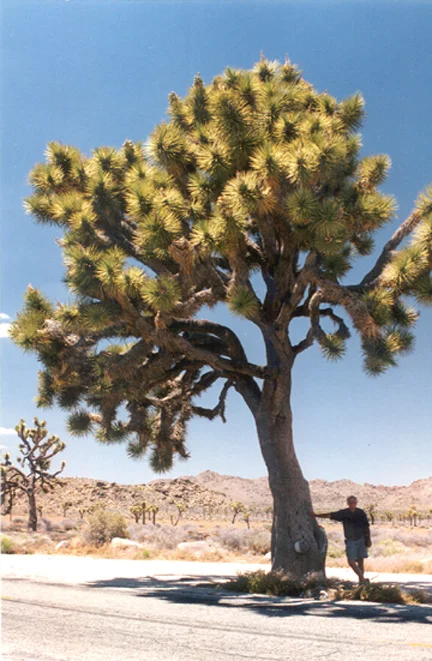 Tony Paterson at Joshua Tree National Park. Photo: Tony Paterson