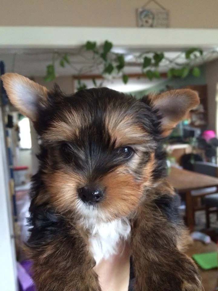 Past Puppy Gallery — Yampa Valley Yorkies