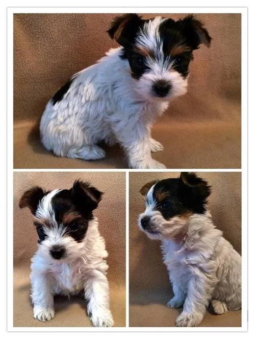 Past Puppy Gallery — Yampa Valley Yorkies