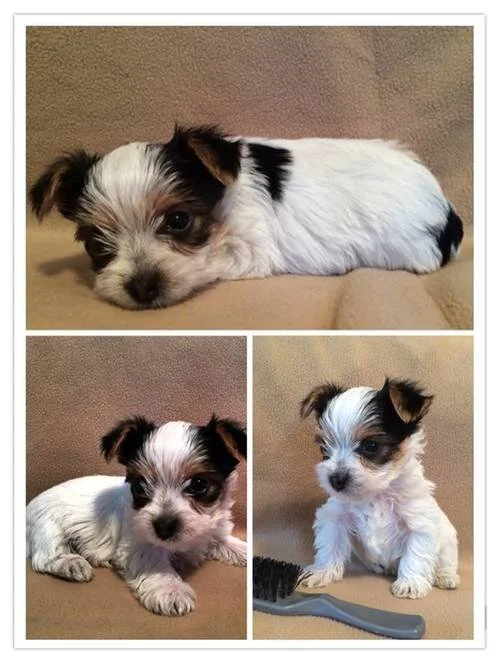 Past Puppy Gallery — Yampa Valley Yorkies