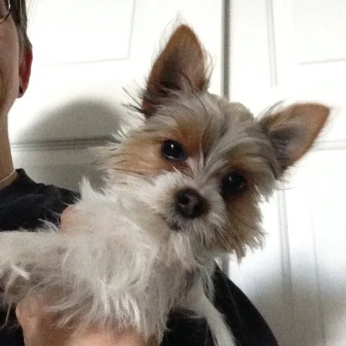 Past Puppy Gallery — Yampa Valley Yorkies