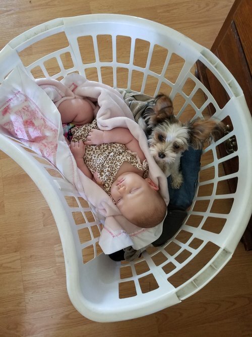 Past Puppy Gallery — Yampa Valley Yorkies