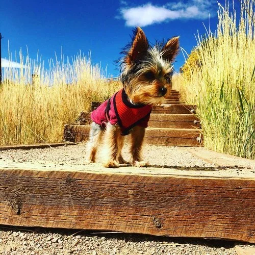 Past Puppy Gallery — Yampa Valley Yorkies