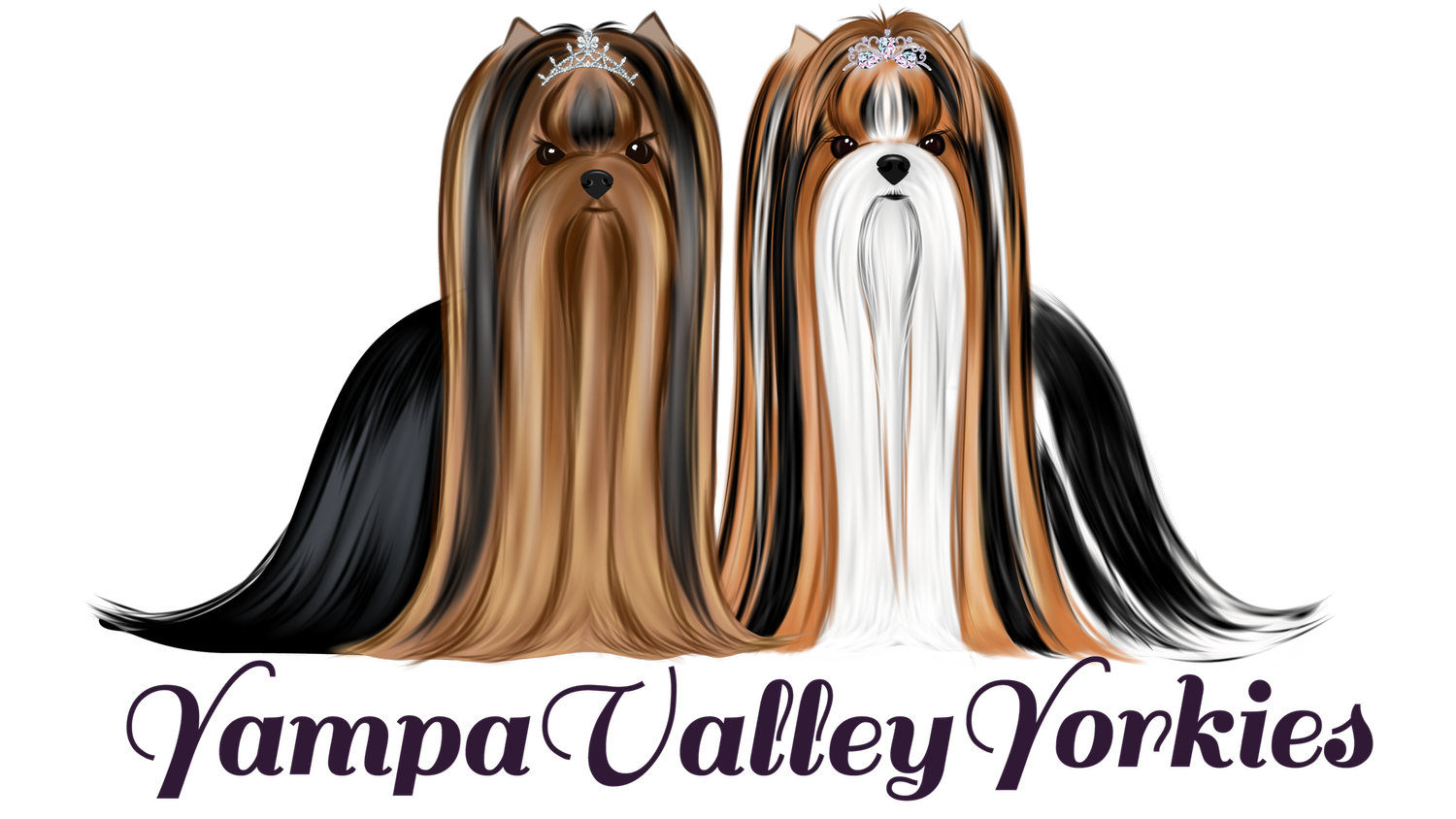 Yampa Valley Yorkies