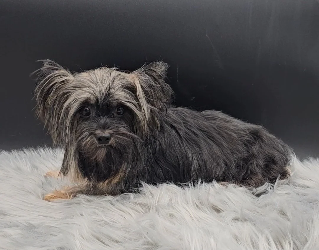 Moms — Yampa Valley Yorkies