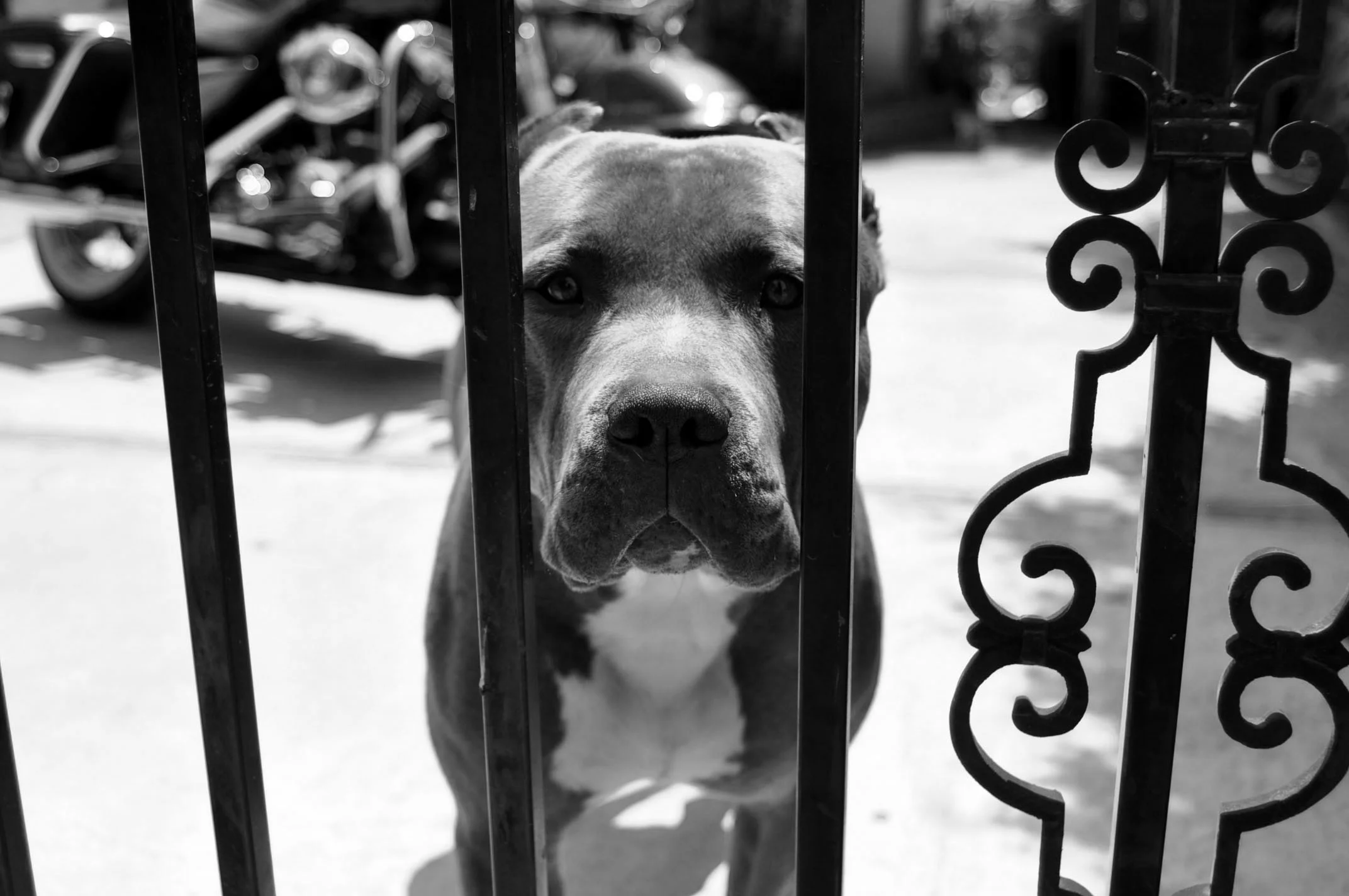 Glendale Dog2.jpg