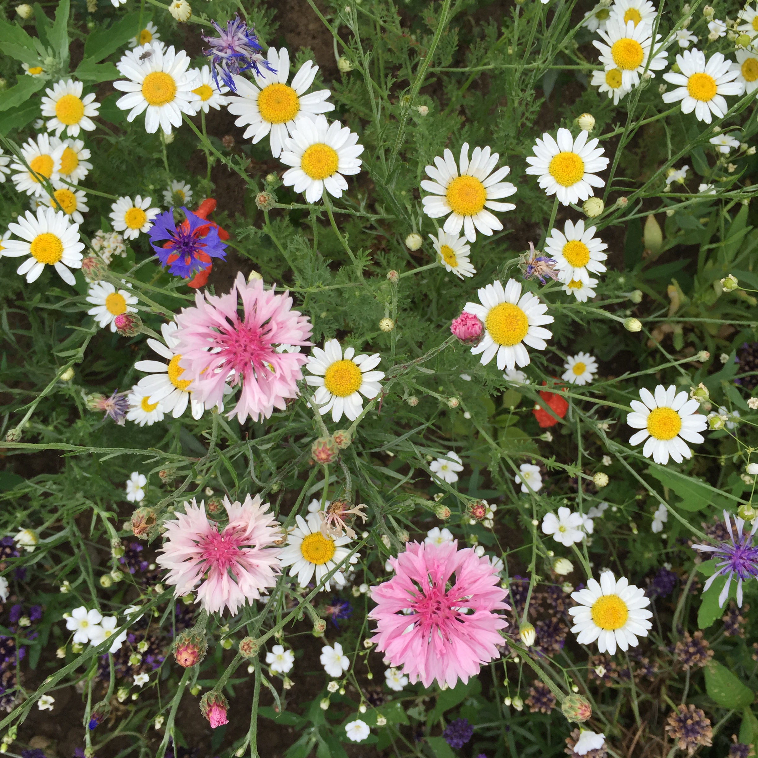 2015-07-13 14.09.13.jpg