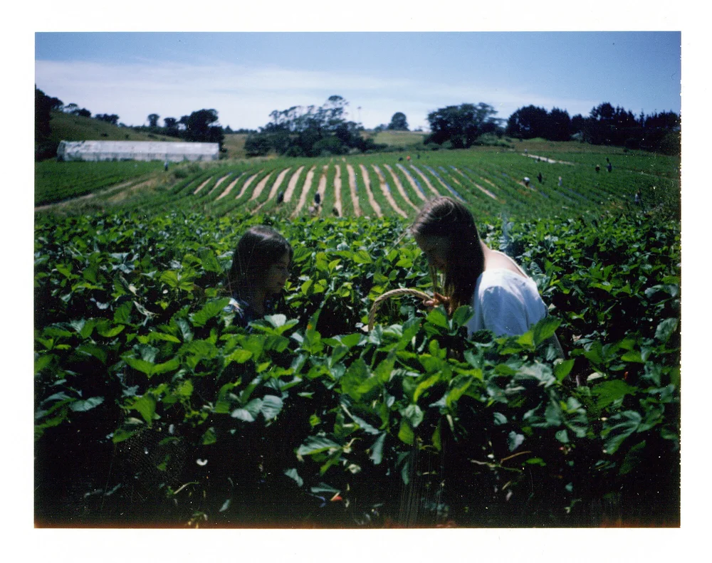 Strawberry Picking