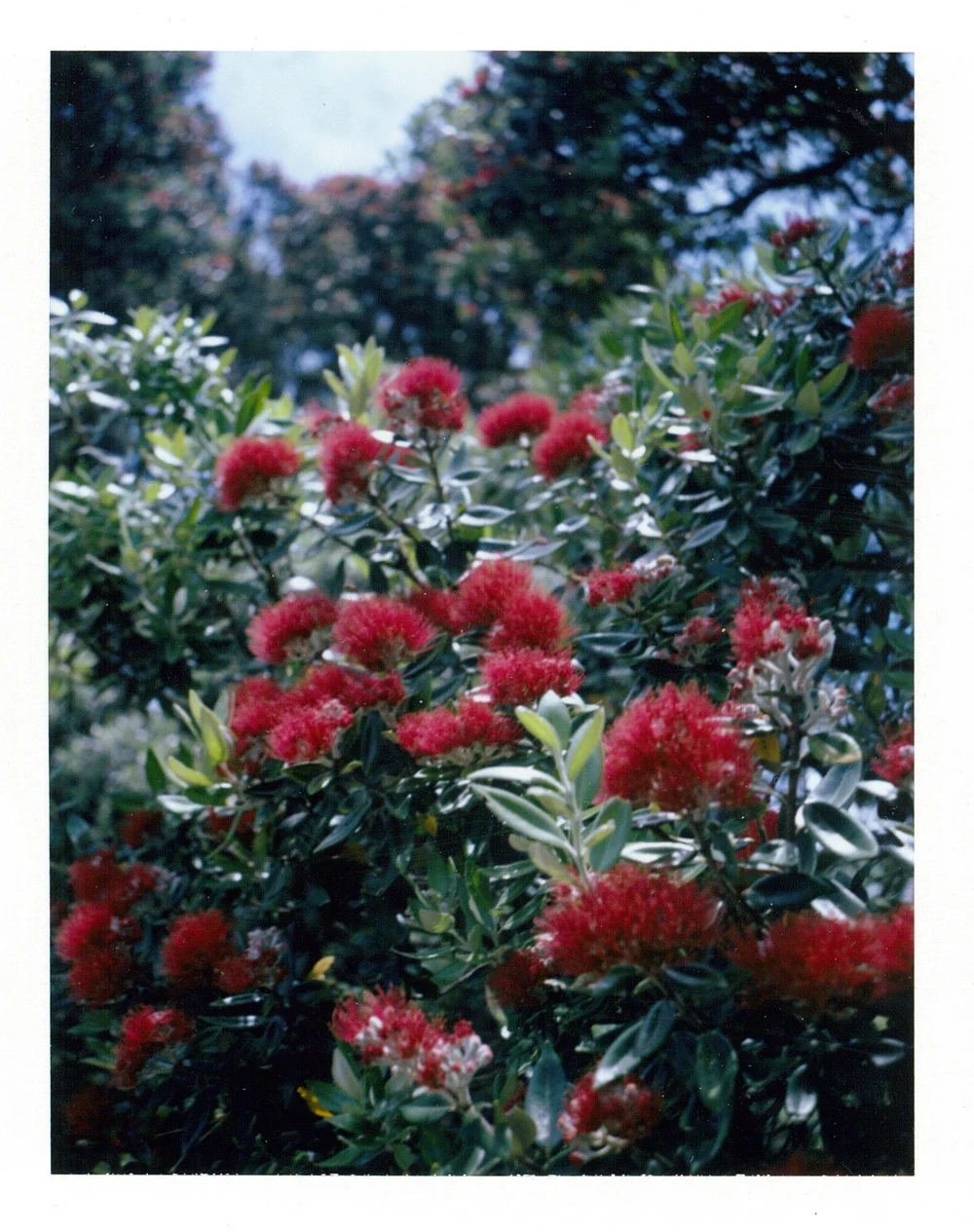 Pohutakawa, Cornwallis