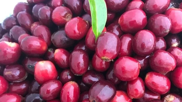 HARVEST+IN+TC%21%281%29.jpg