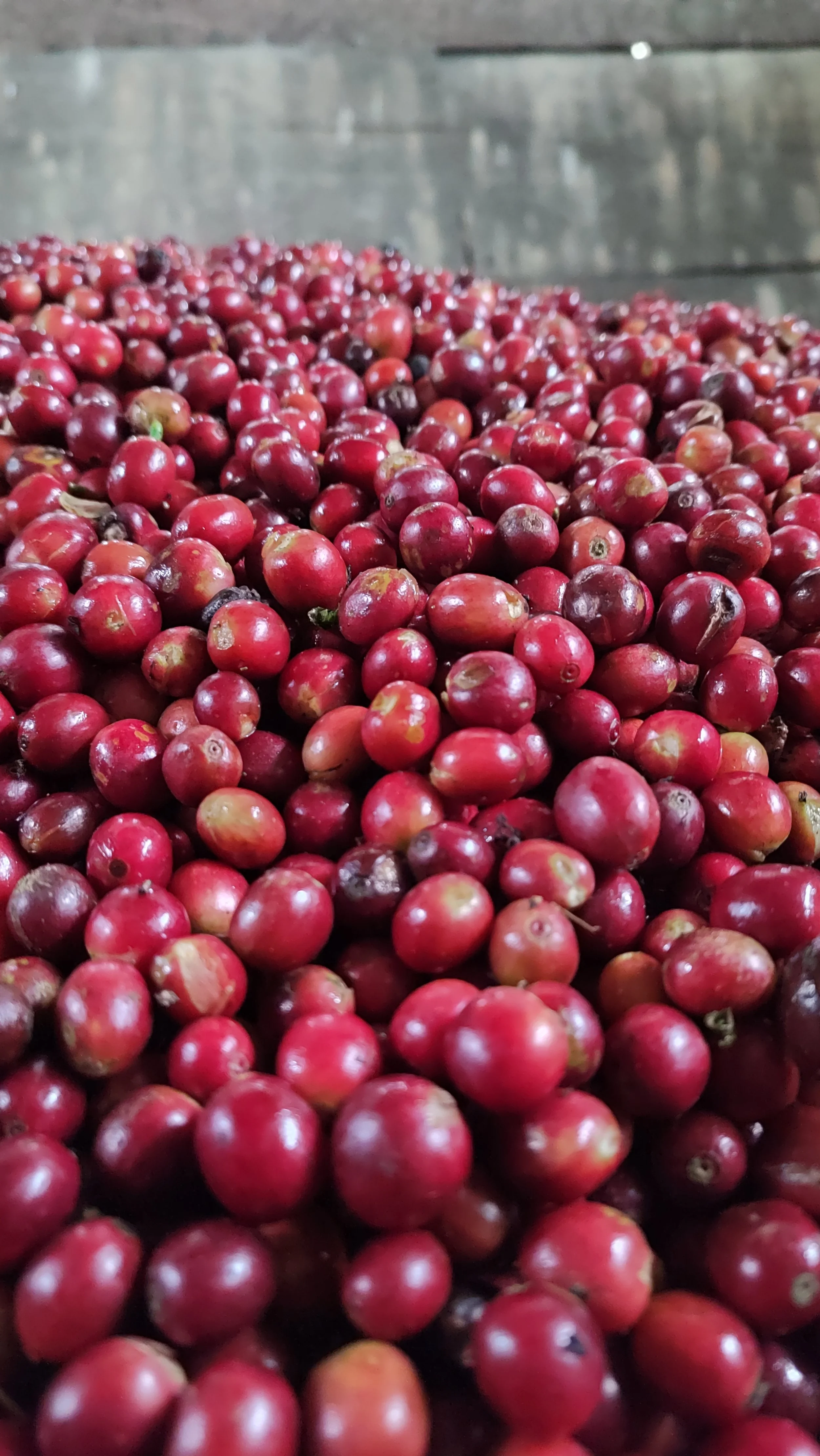 Jose Francisco Salgado L café variedad caturra estrella.jpg