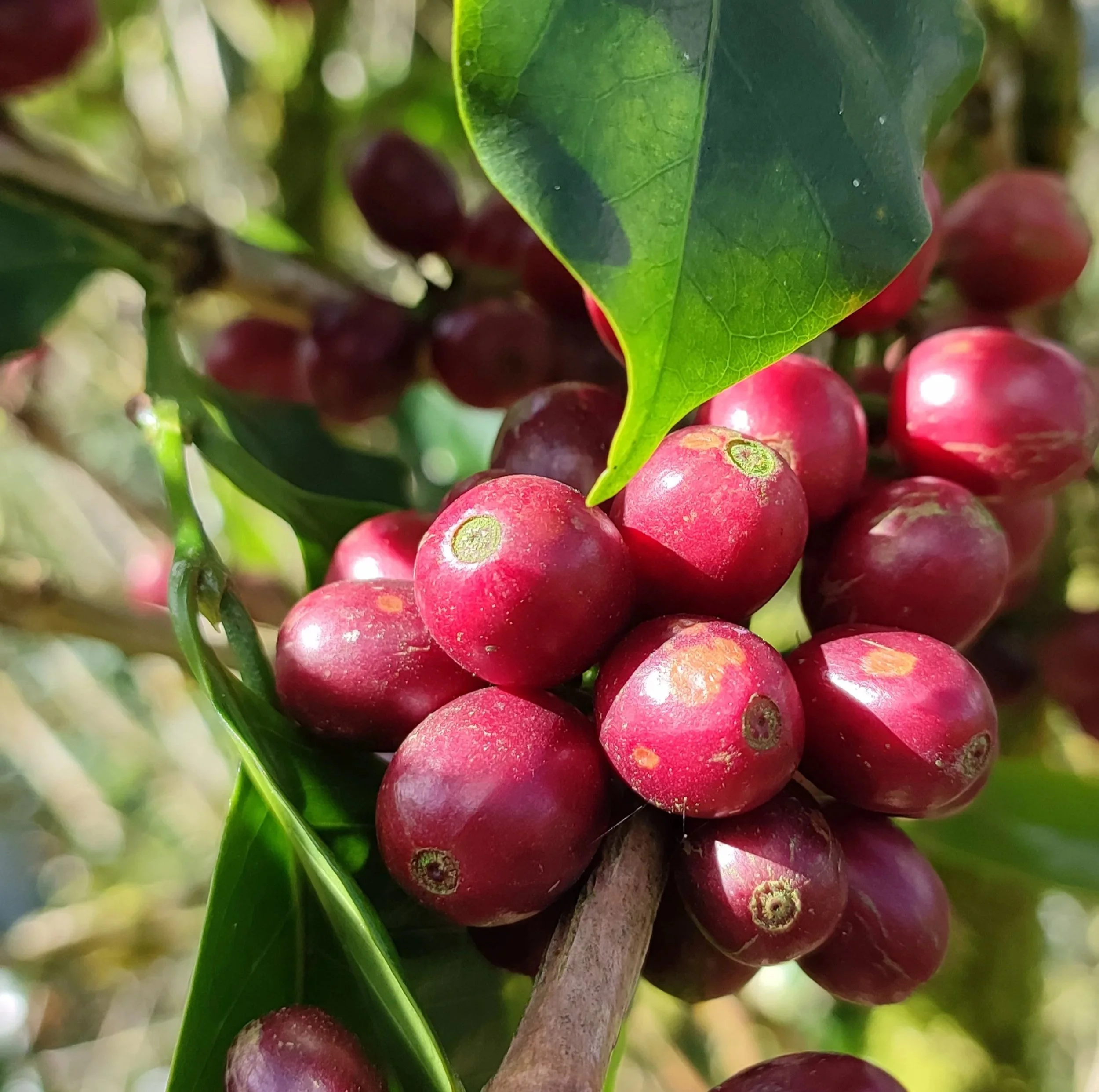caf%C3%A9+Catuai+Rojo+productor+Jos%C3%A9+Francisco+Salgado+Montenegro.jpg