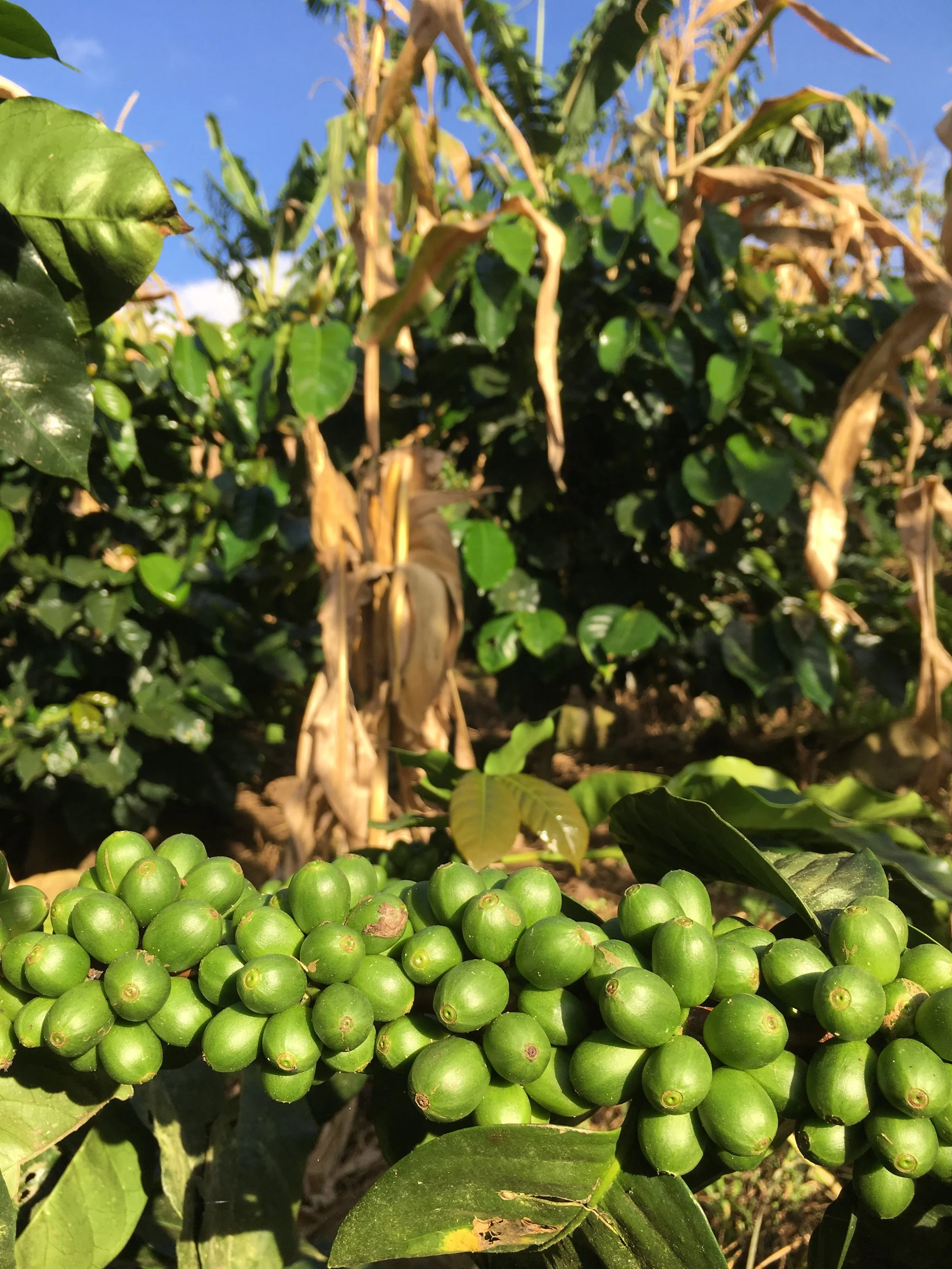 Pictures - Jose Francisco & Emma (6).JPG