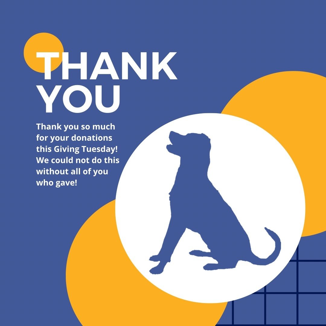 This Giving Tuesday Talking Dog and thousands of other nonprofits saw the incredible kindness and love you all shared with us. We cannot thank you enough for helping to support the work we are doing for our communities. Your donations keep us going a