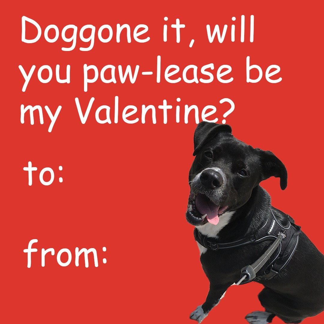 We hope you feel lots of love today! Happy Valentine's Day from all of us at Talking Dog Film, to you!