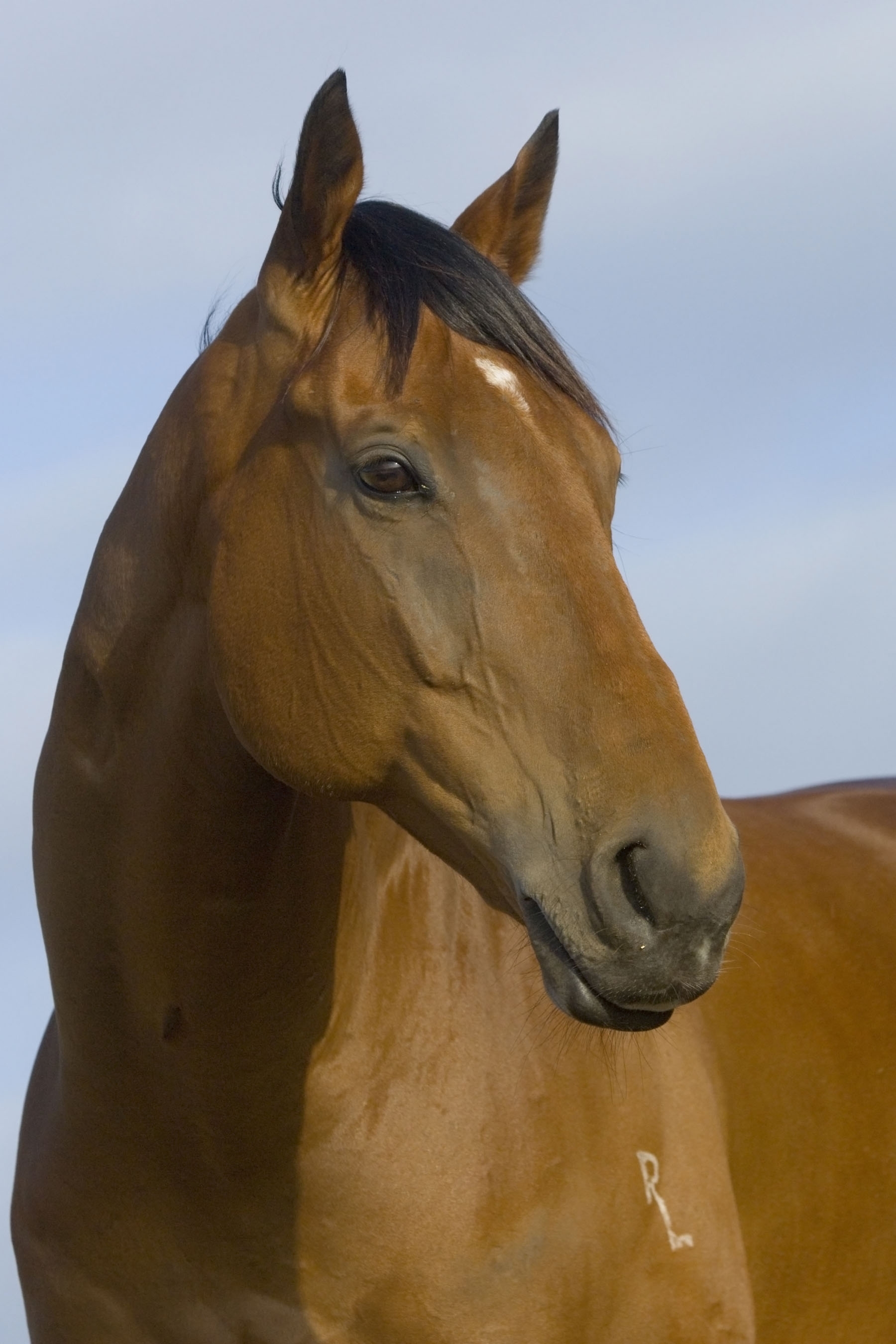 HWB LivingLegends-FieldsOfOmagh-Bronwyn Healey Photographer.JPG