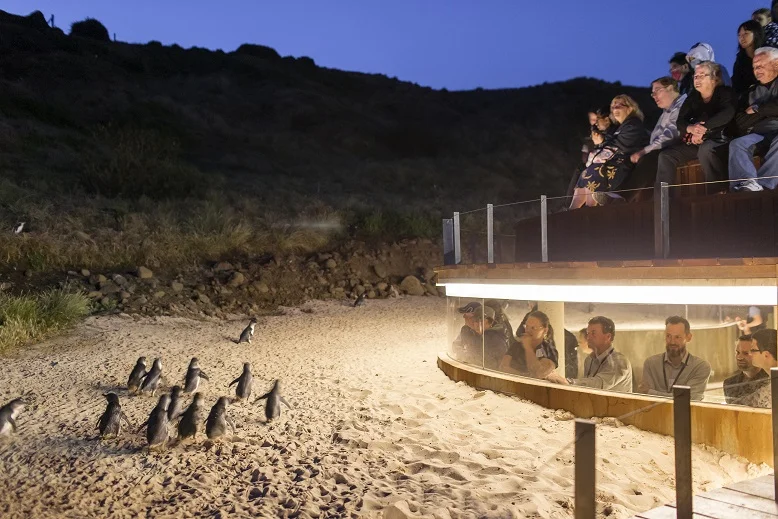 Penguins Plus Underground 1.small.jpg