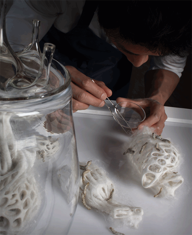 Instead of weaving their individual cocoon, the silkworms are programmed to weave collectively the matrix for a donor heart.